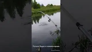 Дикий Жор у Карася #fishing #рыбалка #shortvideo #карп #сазан #карась #shorts