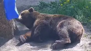 Отдыхает у дерева где колесо и канистра 1