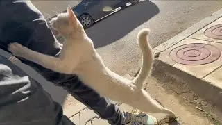 Cute white stray cat wants to be loved by all passersby.