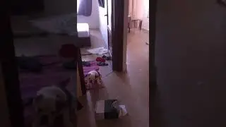 Английский бульдог. Один дома. День восьмой.