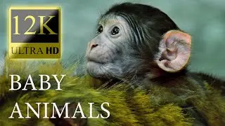 BABY ANIMALS 12K HDR 60fps Dolby Vision - Cute Baby Animals Around the World