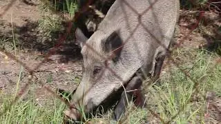 2012 08 11 охота Чкаловский район Нижегородская область