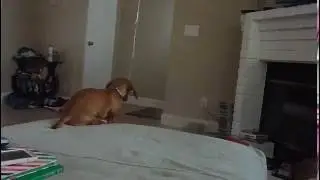 Miniature Dachshund vs. Birthday Balloon