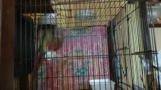 Funny parrots make you laugh 😅(green cheek conure baby dancing)