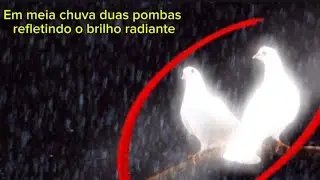Duas pombas brilha em meia chuva☔ imagem que você nunca viu