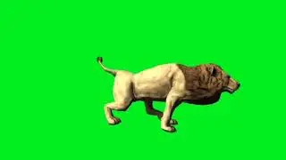 lion green screen video (5)