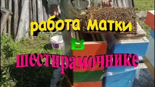 Работа матки в шестирамочнике