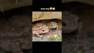 Free Laugh - Funny vid 3