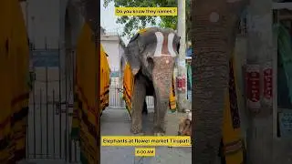 Elephants at flower market Tirupati ##ElephantsInTirupati  #FlowerMarketMagic #TirupatiElephants