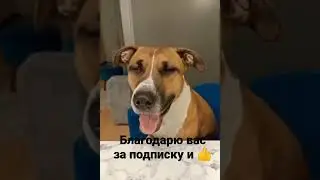 Как называется порода твоего друга? 🤣