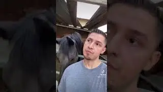 Horse Licking