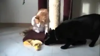 Кот сражается с бананом.