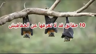 10 facts about bats