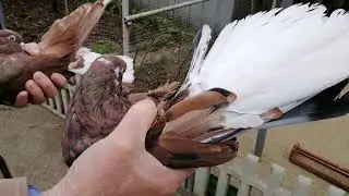 Мелитопольские голуби. Город один. Голуби разные...