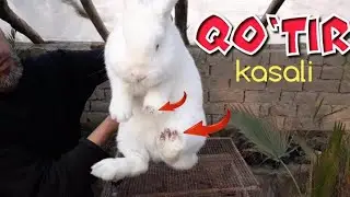Qo‘tir kasali xaqida to‘liq video.