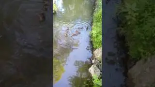 5 площадка авраг. Теперь говнотечка чистая.
