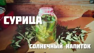 Сурица - целебный напиток. Травяной квас