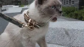 leather collar