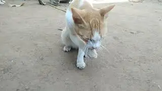 cat washing face after lunch.... #petcat #cutecat #petlover