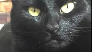 Tribute to the cat goes moo