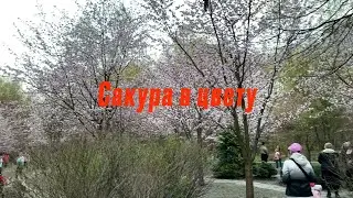 Сакура в цвету