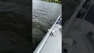 Бешеный лещ! 🐟🤪 #fishing #коломна #2024