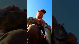Уловиста Приманка на Жереха ✅️ #shorts #fishing