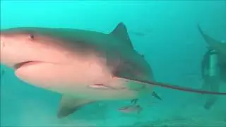 Bull shark feeding/Playa del Carmen/Mexico/Barracuda EU dive club.