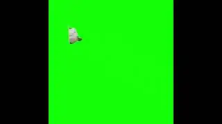 Duck Running Around (Green Screen)
