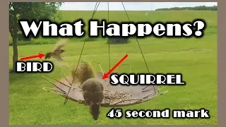 Squirrel TRY NOT TO LAUGH