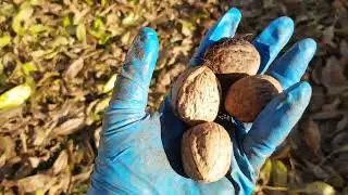 Грецкий орех. Как купить свежий и как хранить. 20.10.24