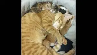 Cat Daddy Wins The Internet Today By Refusing To Leave Pregnant Mom's Side