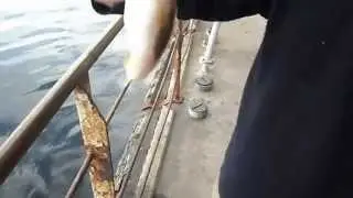 Мишанька с Донбасса