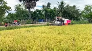 The rice harvester in Cambodia is Kubota machine