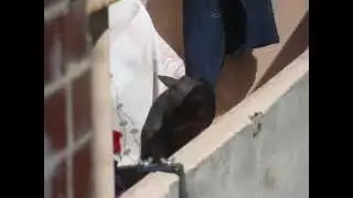 Соседский Сфинкс-3