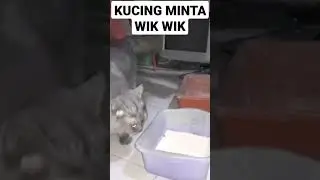 KUCING BELET WIK WIK #kucinglucu #cat #short