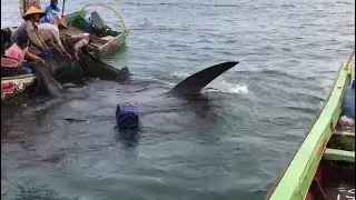 Detik Detik Penyelamatan Ikan PAUS yang tersangkut jaring Nelayan Bantal Mukomuko