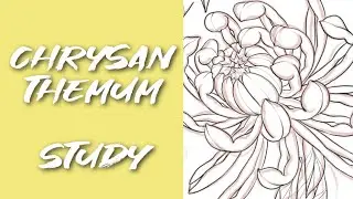 Episode 13: Chrysanthemum Study