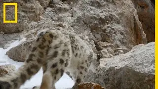 La panthère des neiges, reine d'un royaume en altitude