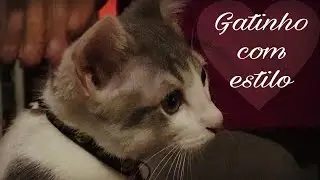 Diy- transformando meia em roupinha para gato/ cachorro