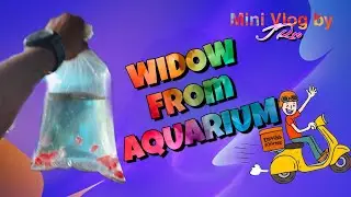 widow  from Aquarium 🚚 | mini Vlog by JR10 #minivlog #widow #widowfish