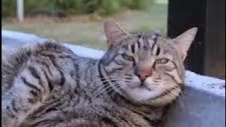 я просто хотел сделать эдит с котом 2