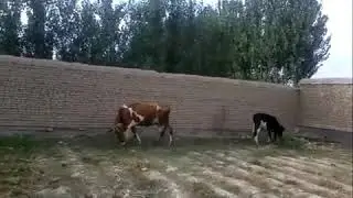 Прикол