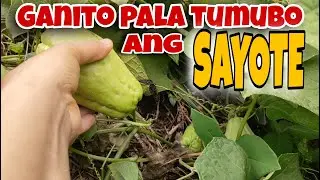 Pagkuha ng Sayote || Ganito pala tumubo ang SAYOTE?