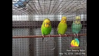 Show cross budgies and common budgies