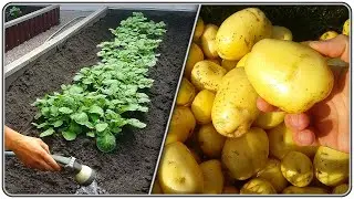 201. I’m learning to grow Potatoes, gaining Experience.