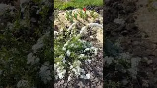 РАСЦВЕЛА СЕРАЯ СПИРЕЯ И ТЮЛЬПАНЫ