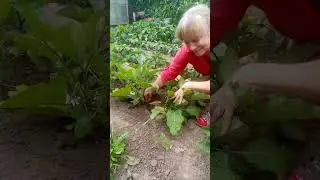 Малышню баклажанов уже можно рассмотреть