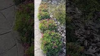 Что посадить вокруг дорожек? Дицентра Красивая — мой выбор. Цветет с мая по сентябрь #дача #сад