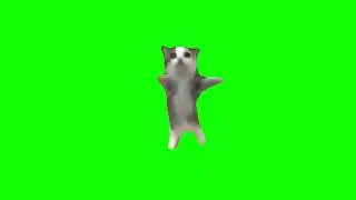 Happy Happy Happy Cat Meme | Green Screen Meme